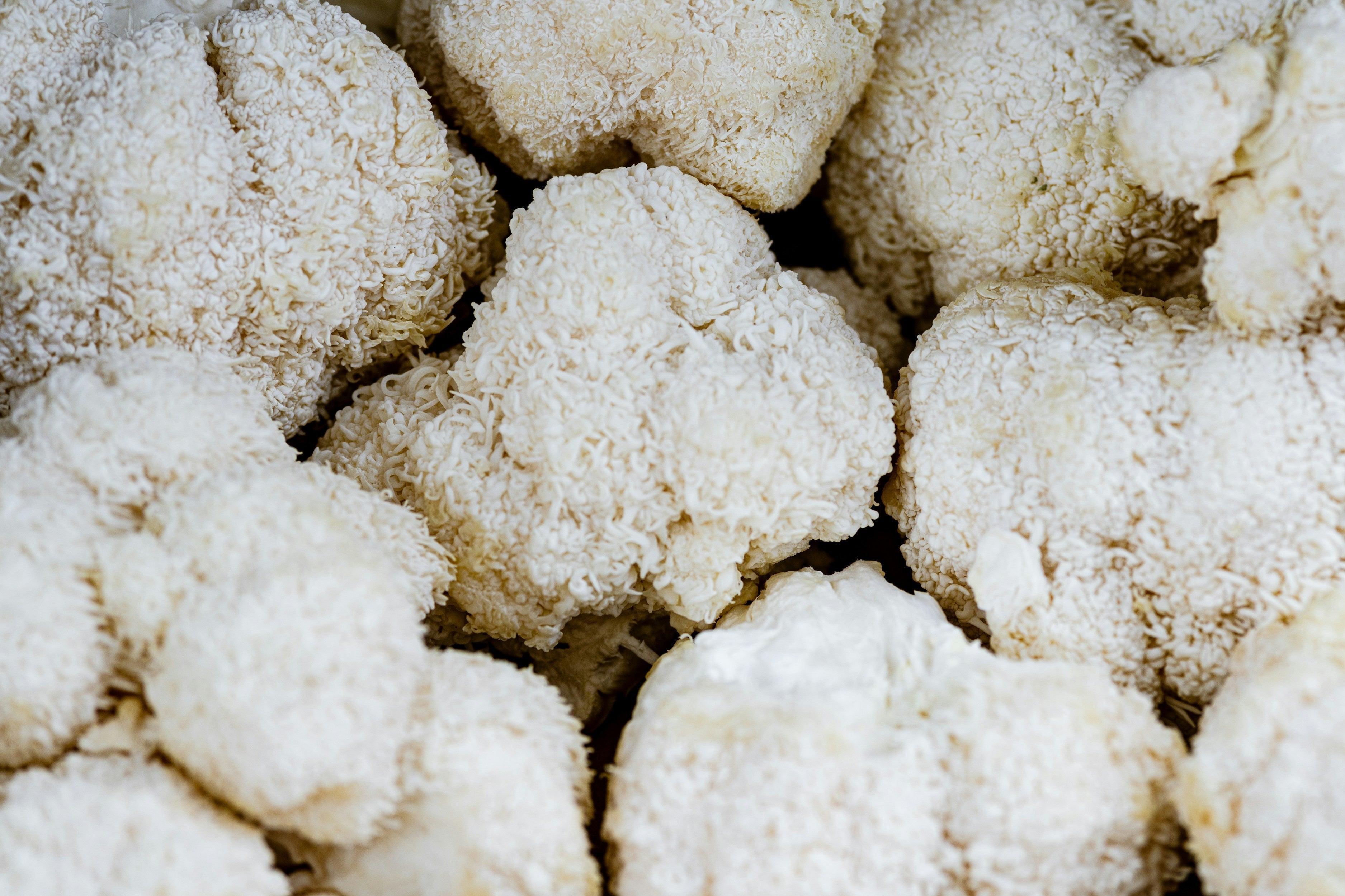 Lion’s Mane Mushroom: Possible Side Effects You Should Know About