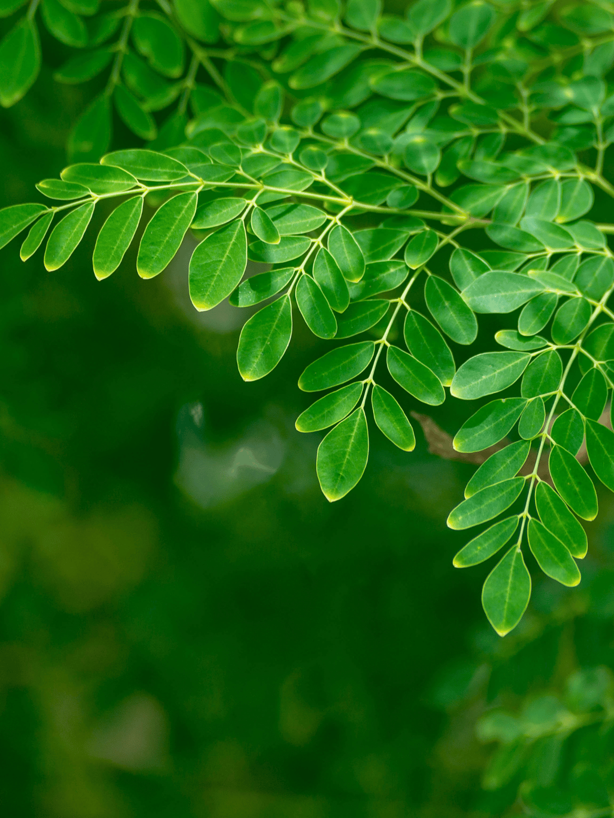 What is Moringa?